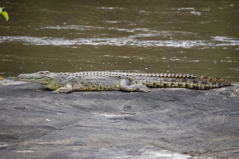 A croco on the banks of the Garamba River. (Foto: CC/Flickr.com | Terese Hart)