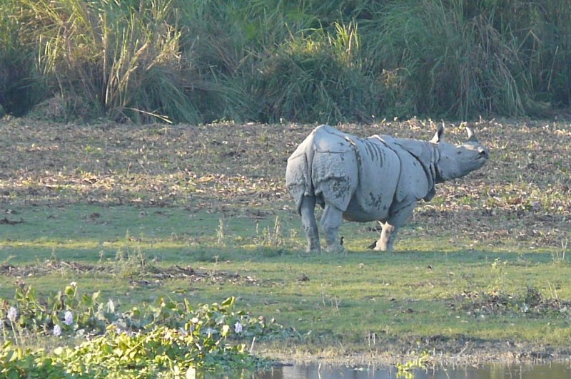 Assam. (Foto: CC/Flickr.com | Rita Willaert)