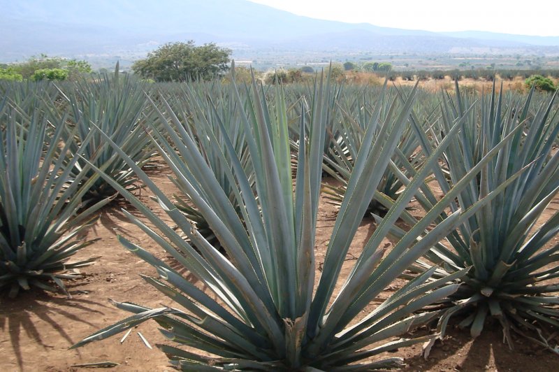 Blue Agave, Tequila, Mexico. (Foto: CC/Flickr.com | jay8085)