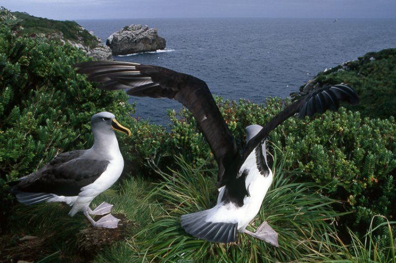 Buller's albatross, Snares Island, Pacific Ocean. (Foto: CC/Flickr.com | StormPetrel1)
