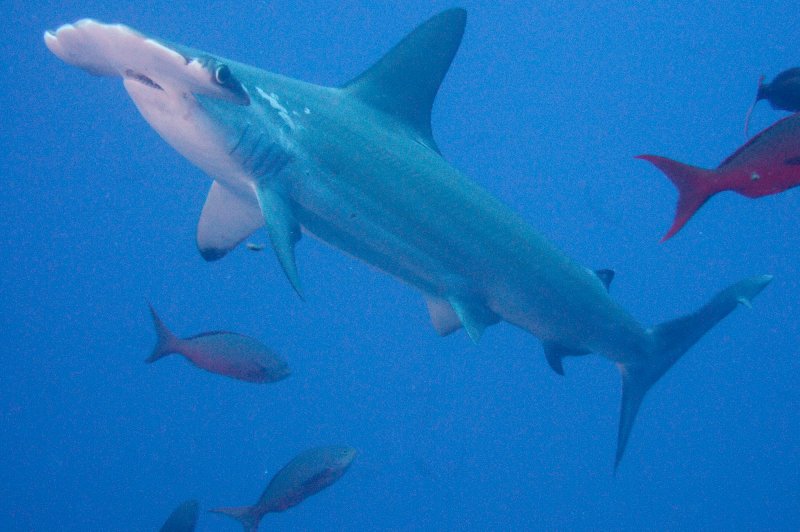 DSCF2679 Scalloped Hammerhead Shark. (Foto: CC/Flickr.com | Clifton Beard)