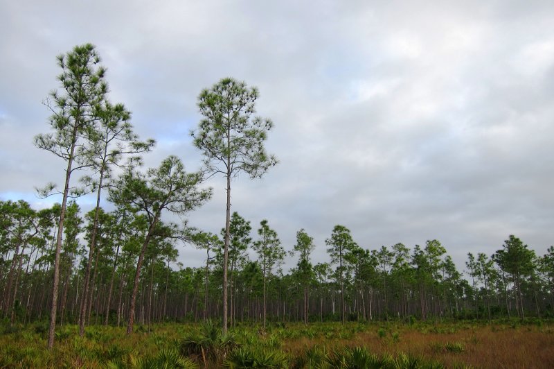 Everglades National Park Long Pine Key Nature Trail. (Foto: CC/Flickr.com | Miguel Vieira)