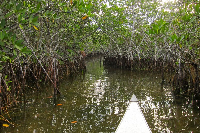 Everglades National Park Nine Mile Pond Canoe Trail. (Foto: CC/Flickr.com | Miguel Vieira)