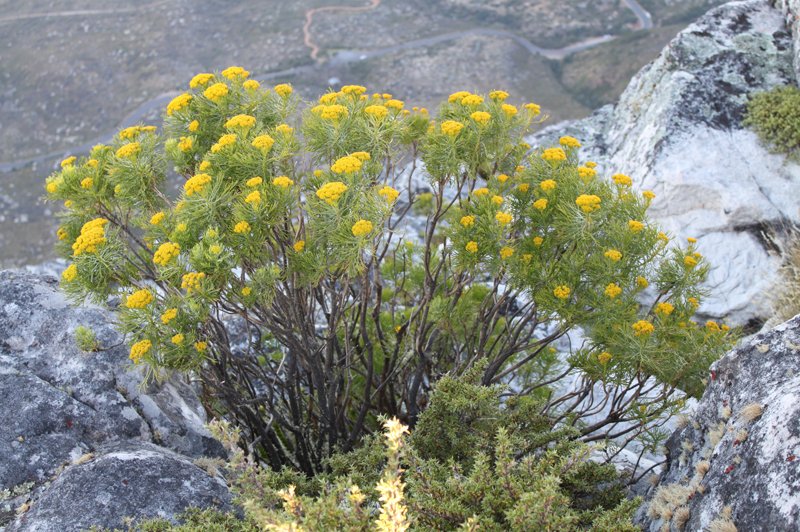 Fynbos, Cape Floral Kingdom. (Foto: CC/Flickr.com | flowcomm)