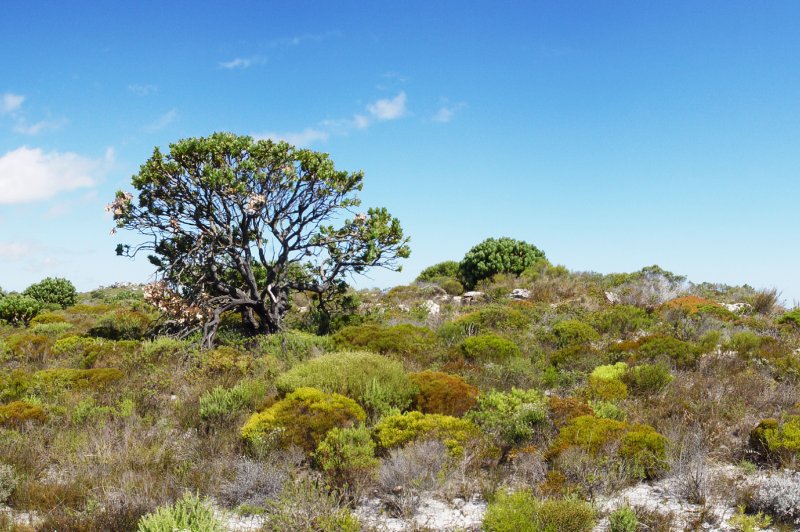 Fynbos panorama. (Foto: CC/Flickr.com | Damien du Toit)