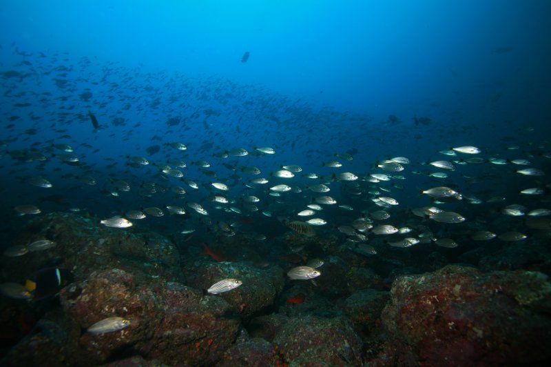 Healthy Reef. (Foto: CC/Flickr.com | LASZLO ILYES)