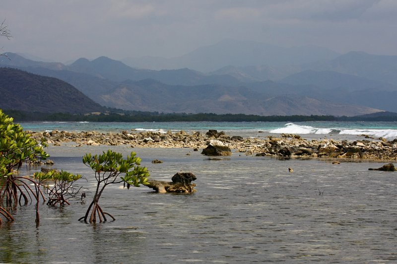 Mangroves Coast. (Foto: CC/Flickr.com | Martin Cathrae)