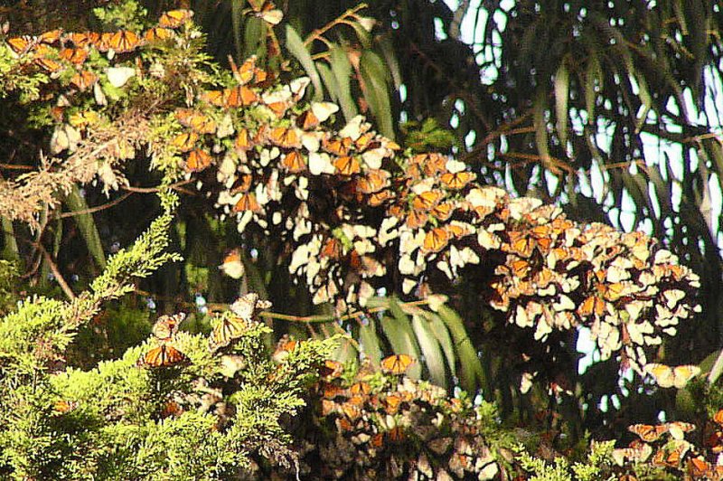 Monarch Butterflies. (Foto: CC/Flickr.com | Vicki & Chuck Rogers)
