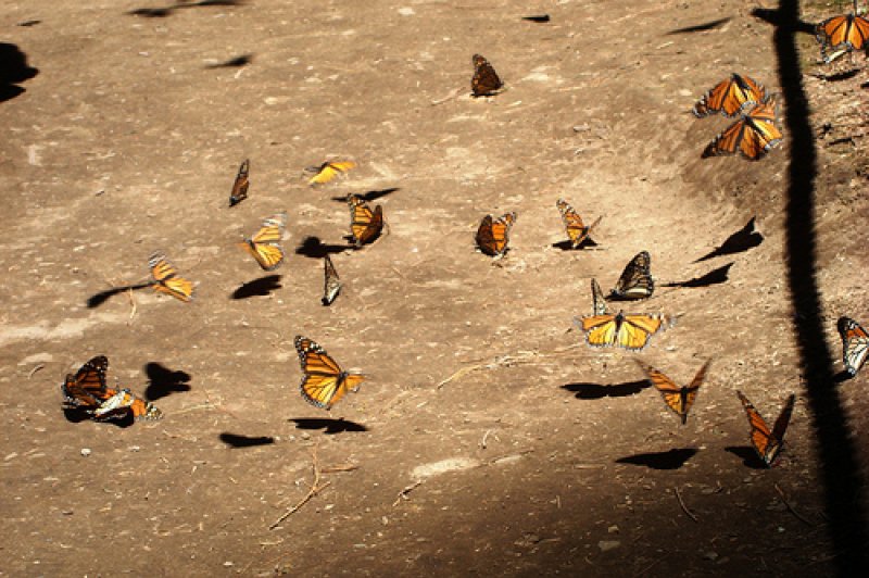 Monarch Butterfly, El Rosario Sanctuary en Michoacan-Mexico.. (Foto: CC/Flickr.com | )
