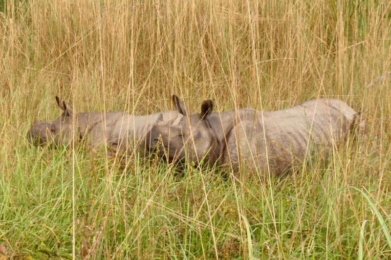 Mother and Baby Rhino. (Foto: CC/Flickr.com | John Pavelka)