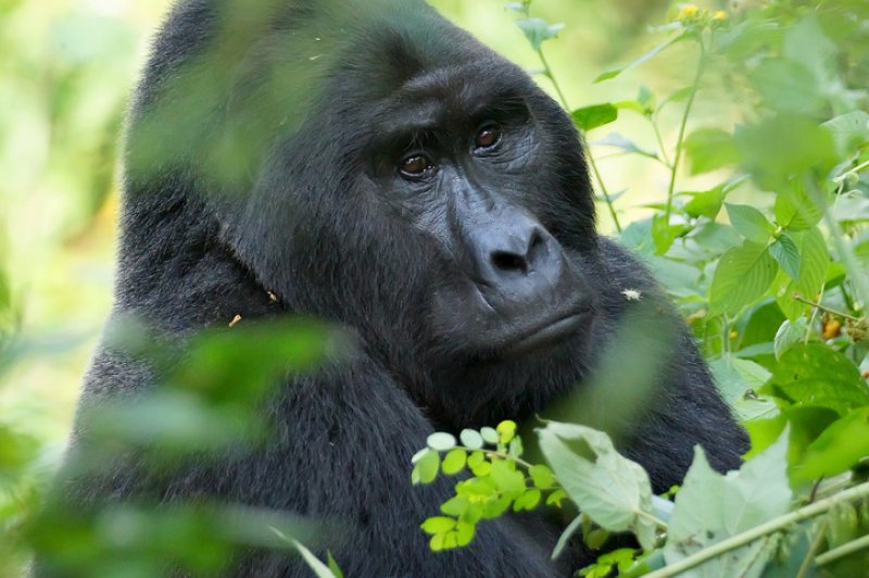 Mountain Gorilla Gorilla beringei beringei . (Foto: CC/Flickr.com | David Cook)