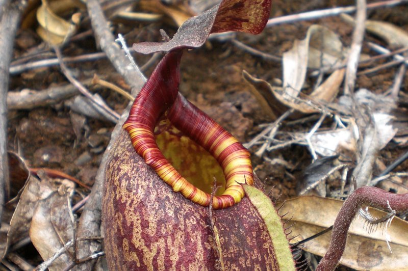 Nepenthes. (Foto: CC/Flickr.com | kleo_marlo)
