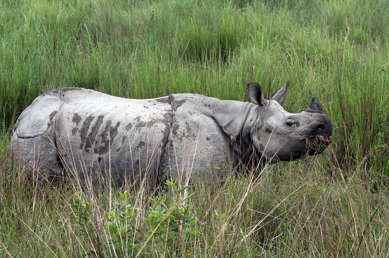 One Horned Rhino Assam - India. (Foto: CC/Flickr.com | Diganta Talukdar)