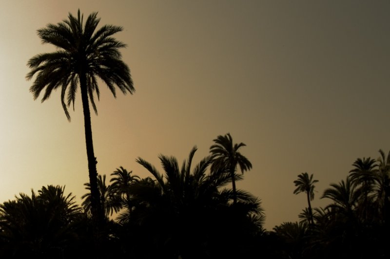 palmeras Elche. (Foto: CC/Flickr.com | Marcos Gonzalez)