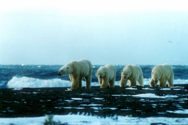 Natuurlijk systeem van het Wrangel eilandreservaat. (Foto: whc.unesco.org/en/documents/114331 | A. Gruzdev)
