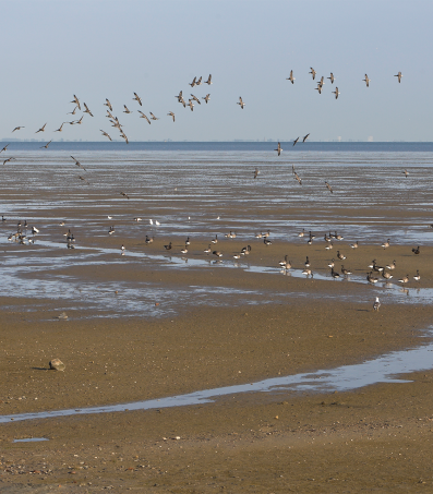 De Waddenzee. (Foto: Bertel Kolthof © Stichting Werelderfgoed Nederland)