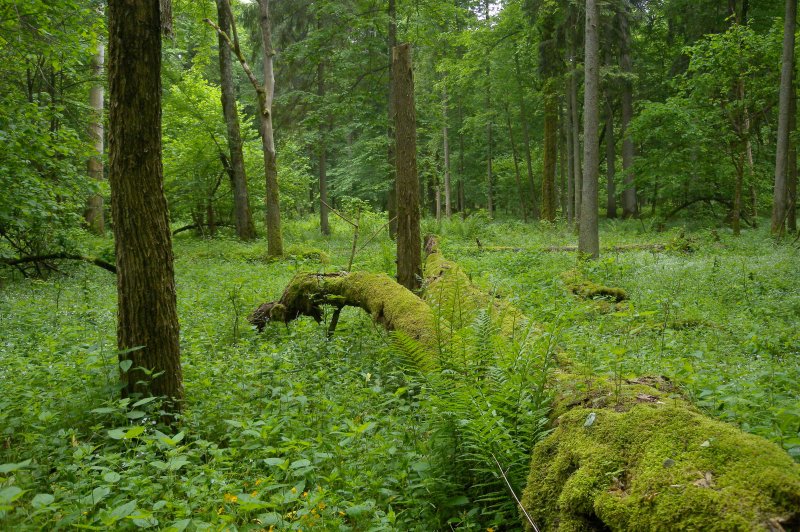 Bialowieza National Park, Poland. (Foto: CC/Flickr.com | Frank Vassen)