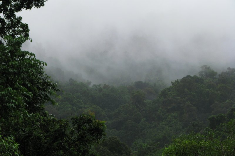 Cloud-wreathed rainforest ascending up the side of Mossman Gorge. (Foto: CC/Flickr.com | tanetahi)