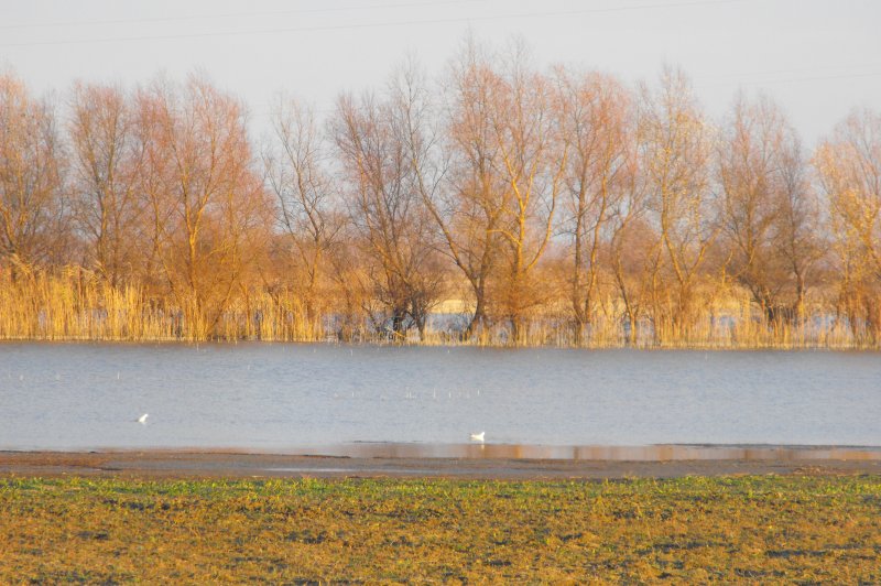 Danube Delta in December. (Foto: CC/Flickr.com | Thomas Hackl)