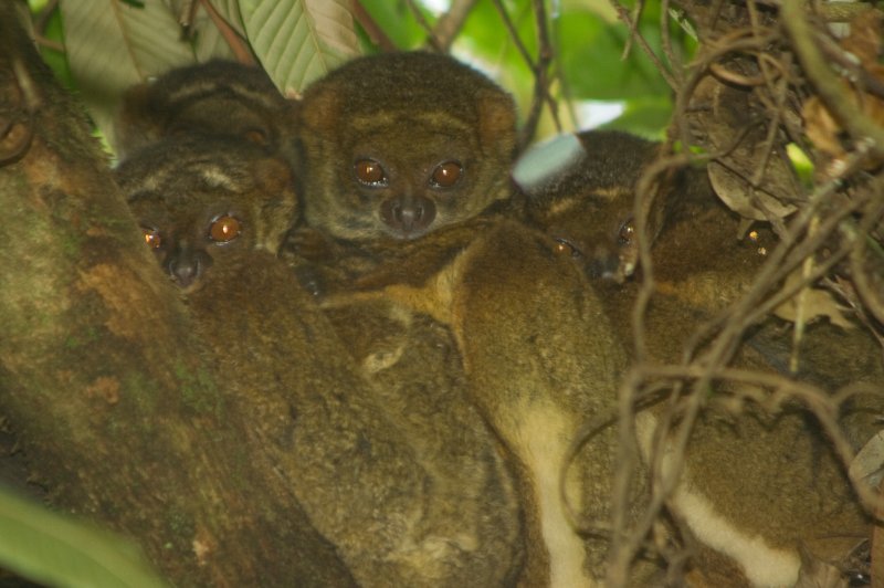 Eastern Woolly Lemur - Ranomafana National Park, Madagascar. (Foto: CC/Flickr.com | David d'O / Schaapmans)