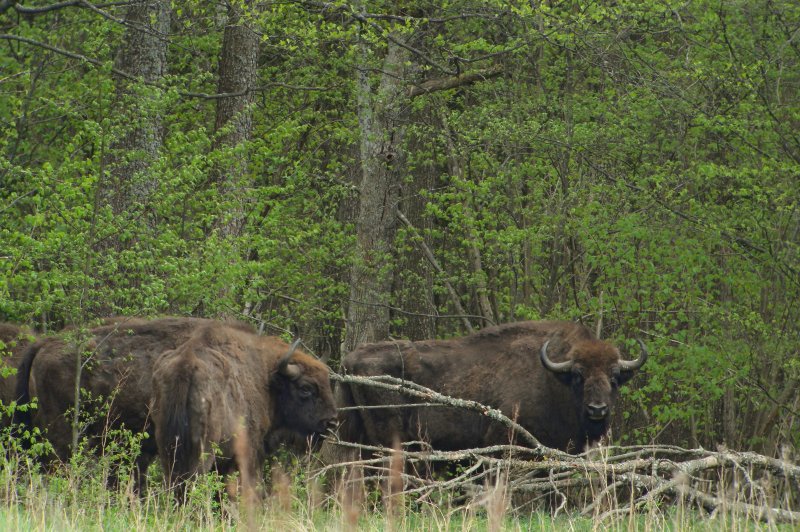European Bison Bison bonasus , Teremiski, Bialowieza Forest, Poland. (Foto: CC/Flickr.com | Frank Vassen)