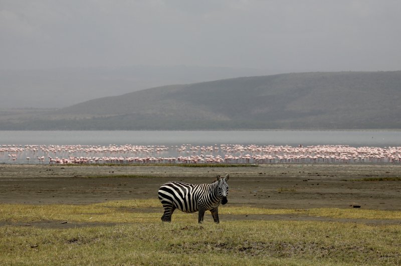 Lake Nakuru, Kenya. (Foto: CC/Flickr.com | Aftab Uzzaman)