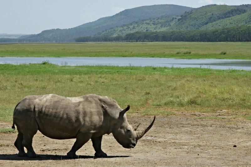 Lake Nakuru - white rhinoceros. (Foto: CC/Flickr.com | roger smith)