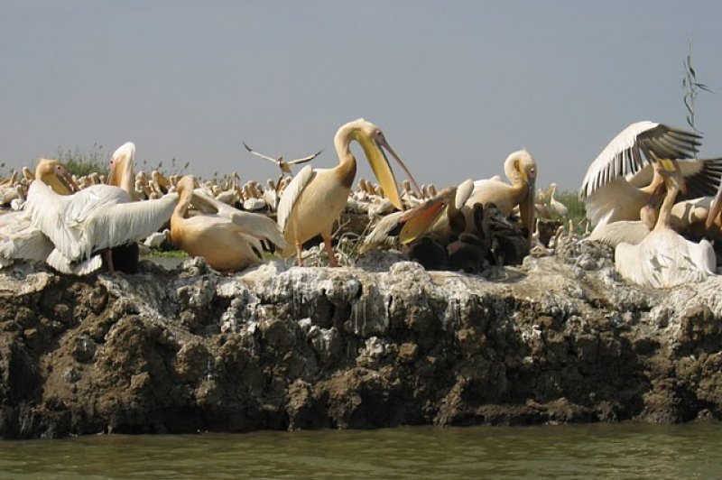 Pelican Birds in Djoudj Park - Saint Louis, Senegal. (Foto: CC/Flickr.com | ...your local connection)