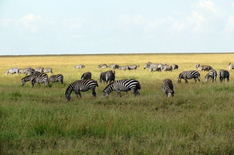 Serengeti National Park safari - Tanzania, Africa. (Foto: CC/Flickr.com | David Berkowitz)